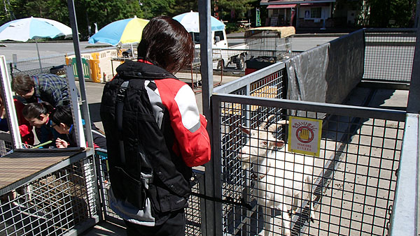 やぎと触れ合うめぐ